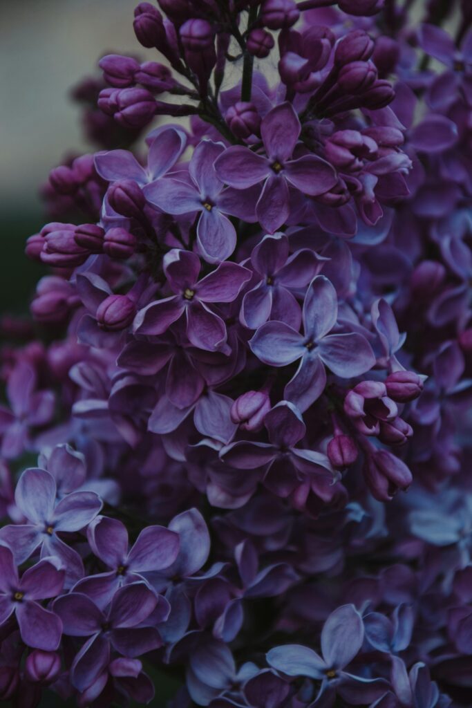 pexels-photo-1381679-1381679 Vibrant lilac flowers blooming in spring, showcasing delicate purple petals.