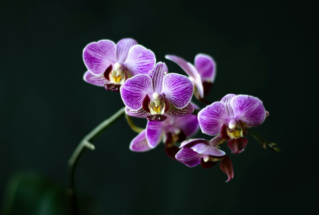 pexels-photo-20321708-20321708 Close-up of vibrant purple orchids against a dark background, highlighting natural beauty.