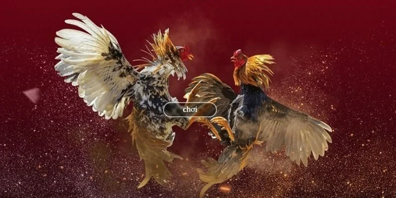 Đá gà trực tiếp mỗi ngày tại đấu trường online