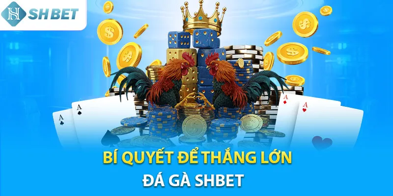 Bí kíp chiến thắng khi chơi đá gà Shbet cho hội viên